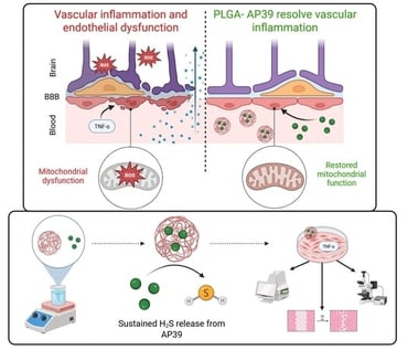 AP39-loaded PLGA nanofabrication and visualisation. (A) Schematic visualisation of the PLGA-NP fabrication method employing the single emulsion solvent evaporation technique. (B) Representative image of PLGA-NPs visualised using STEM, scale bar: 2 μm.