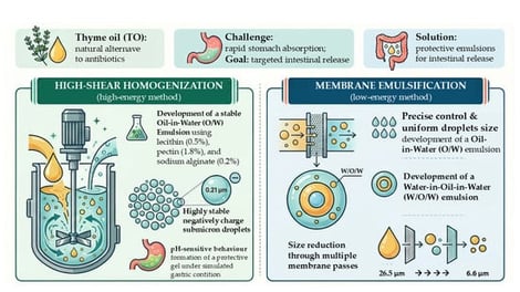 Schematic and perspective views of the experimental set used to inject the dispersed phase. (a) Cross-sectional view of the stirred cell, highlighting the main geometric parameters (T = 37.57 mm, D = 30.08 mm, b = 10.20 mm, blade number = 2, Dm = 41.18 mm). The stirrer shaft and the membrane are shown in grey. The membrane support, which also constitutes the cell base, is shown in light beige. The red component represents the external housing of the stirrer shaft used to seal the cell. The white arrow indicates the direction of dispersed phase inlet into the cell base. (b) Schematic representation of shear surface formation during membrane emulsification using a stirred cell equipped with a flat-sheet membrane. The curved arrow indicates the direction of stirrer rotation, while the upward arrows represent the flow of the dispersed phase through the membrane pores toward the continuous phase. The figure layout and concept were inspired by Dragosavac et al., 2008 [21]. The image was generated using artificial intelligence based on a large language model.