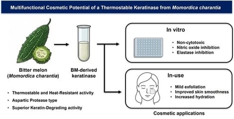 Biochemical characterization of bitter melon–derived keratinase in comparison with plant-derived comparators. (A) Protein concentrations of crude enzyme extracts obtained from bitter melon (BM), papaya (CP), and date palm (PD). (B) Keratinolytic activity of each extract, determined by absorbance at 595 nm following a 5-day incubation with keratin azure (pH 7.0, 37 °C), using equal protein amounts. (C) Thermal stability of enzyme solutions derived from BM and CP after incubation at varying temperatures for 5 days. (D) pH stability of BM and CP enzymes following 5-day incubation under a range of pH conditions. (E) Inhibitory effects of selected protease inhibitors (10 µM EDTA, 1 µM pepstatin A, and 3.7 µM E-64) on the keratin-degrading activity of BM and CP enzymes. All activity values were normalized to the control (no inhibitor), set at 100%. (F) Short-term thermal stability of BM-derived enzyme and papain after 1 h heat treatment. Activities were normalized to untreated controls (set to 100%). Data are presented as mean ± SD (n = 3). Statistical significance was evaluated using Student’s t-test (p < 0.001).