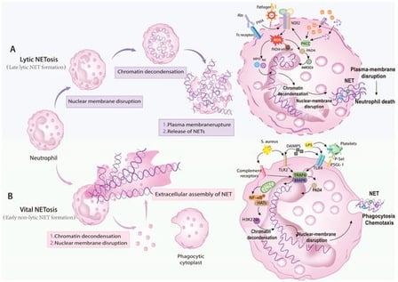 Netligic Module Current Oncology | Open Access Journal | MDPI