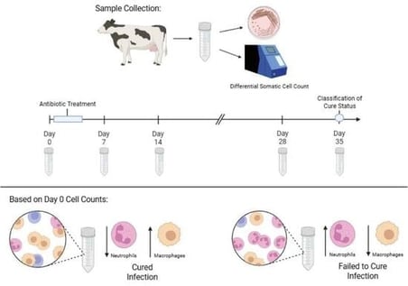 (A) Pathogen distribution of subclinically infected mammary quarters (N = 66) on enrollment day (D0). (B) Pathogen distribution of Cured quarters. (C) Pathogen distribution of Failed to Cure quarters. Milk samples were collected using aseptic techniques and plated on trypticase soy agar plates with 5% sheep blood. Positive growth samples were sent to the University of Georgia Veterinary Diagnostic Laboratory for identification via MALDI-TOF. Streptococci-like organisms (SSLOs) consisted of pathogens such as Lactococcus garvieae, Streptococcus dysgalactiae, Streptococcus uberis and Enterococcus cecorum. Non-aureus staphylococci (NAS) consisted of pathogens such as Staphylococcus chromogenes, Staphylococcus haemolyticus, Staphylococcus hyicus, and Staphylococcus xylosus. Dual infections consisted of quarters that had >1 cultured pathogen. Other infections consisted of pathogens such as Nocardia, Mannheimia haemolytica, and Coryneform spp.