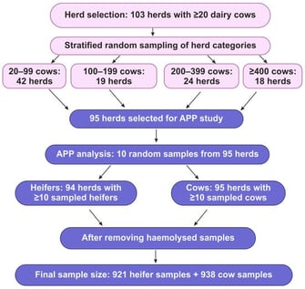 Flowchart showing the study herd selection principles and study sample selection for acute-phase proteins analysis.