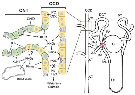 Schematic representation of the human nephron (right) and the major characteristics of the junction between the connecting tubule and the cortical collecting duct (left). A human nephron is represented, and its different segments are identified: G, glomerulus; EA, efferent arteriole; PT, proximal tubule; DCT, distal convoluted tubule; LH, loop of Henle; TAL, thick ascending limb of Henle; CNT, connecting tubule; CCD, cortical collecting duct. An anatomical relationship is established between the afferent arteriole (AA), the connecting tubule, and the macula densa (MD), labeled in blue at the end of the TAL; renin is synthesized in the muscular cells of the afferent arteriole (pink cells). In the distal nephron, cells of both CNT (CNTc, pale green cells) and CCD (orange cells known as collecting duct cells, CDc, or principal cells, PC) intermingle over a certain distance. CNTc produce and secrete renal kallikrein (KLK1) into the tubular lumen and the tubulointerstitium, and CDc/PC produce kininogens (KNGs), making kinin production feasible in both the urinary fluid and the interstitium. Both the CNT and CCD also have intercalated cells (gray cells), which are not involved in kallikrein or kininogen synthesis. It is still unknown whether kininogens are secreted by CDc/PC or are filtered from interstitial capillaries into the interstitium. Once formed, kinins may stimulate the release of prostaglandin E2 (PGE2) from CDc/PC that in turn inhibits sodium and water reabsorption, resulting in diuresis and natriuresis.