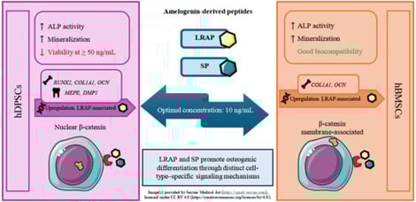 Cytotoxicity of SP (a,c) and LRAP (b,d) peptides (1, 5, 10, 50, and 100 ng/mL) evaluated on hDPSCs and hBMSCs with MTT assay after 48 h (n = 3). * p < 0.05, ** p < 0.01, **** p < 0.0001.