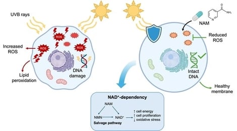 Nicotinamide reduces oxidative stress induced by UVB by increasing NAD+ levels. HaCaT cells were exposed to UVB (40 mJ/cm2) and treated with NAM (25 μM) and FK866 (1 nM) for 4 and 24 h. (A) ROS levels were determined using a DCFDA fluorescent probe, with data reported as mean ± SEM of 5 independent experiments. (B) Lipid peroxidation was evaluated using the TBARS assay. Data are indicated as the percentage of MDA concentration of the control of 4 independent experiments (mean ± SEM). (C) GPX1 and (D) SOD1 gene expression was quantified by RT-qPCR, and data are expressed as mean ± SEM of 11 independent experiments. (E) DNA damage was evaluated through comet assay and quantified as the olive tail moment. Data are expressed as mean ± SEM of three independent experiments. Representative comet assay photos were acquired at 200×. (F) OGG1 gene expression was quantified by RT-qPCR, and data are presented as mean ± SEM of 11 independent experiments. * p < 0.05, ** p < 0.01, **** p < 0.0001. NAM, nicotinamide; UVB, ultraviolet B; MDA, malondialdehyde; CTRL, untreated cells; DCFDA, 2′,7′-dichlorofluoresein diacetate.