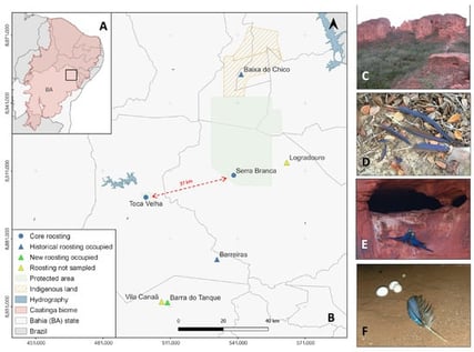 (A): Study area in the north of Bahia (BA) state in the Caatinga ecoregion (pink) in north-east of Brazil; (B): Lear’s macaw roosting site localities: blue and green indicate sampled localities, whereas yellow indicates localities not sampled (map by Erica C. Pacífico and Gabriela Favoretto). Dots represent core breeding and roosting localities 37 km apart (red arrow), and triangles represent areas of recent expansion of the population (blue: historical breeding and roosting sites on sandstone cliffs; green: new roosts on trees); (C): roosting cliffs (Barreiras); (D): molted feathers found on the ground at the bottom of a roosting cliff (photo by M. Fernanda L. da Silva). (E): Breeding pair of Lear’s macaws in the nest entrance (photo by Cristine Prates). (F): Molted feathers found inside a nest cavity (photo by Erica C. Pacífico).