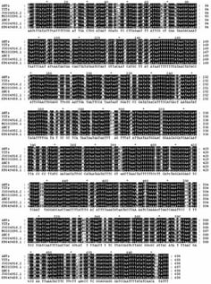Multiple Sequence Alignment of COI (cytochrome c oxidase subunit I) Gene in Aphididae (* in the figure denote fully conserved positions; Colors: Black denotes fully conserved nucleotide sites, gray denotes partially conserved nucleotide sites, and white denotes variable nucleotide sites in the alignment).