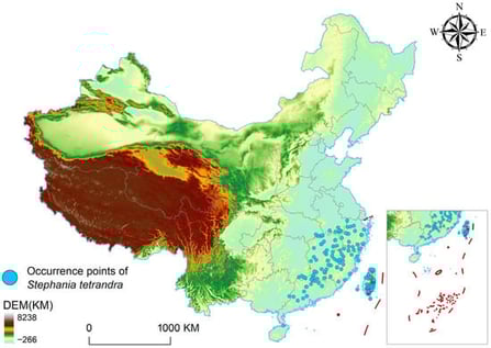 Spatial distribution of S. tetrandra occurrence records in China after data cleaning and 1 km spatial thinning (n = 298). Points indicate retained occurrences used for SDM calibration; the background shows the national study extent.