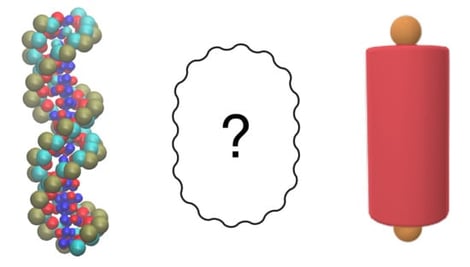 The two duplex fragments employed in the simulations: on the left, the 20 bp dsDNA fragment; on the right, the 8 bp dsDNA fragment.