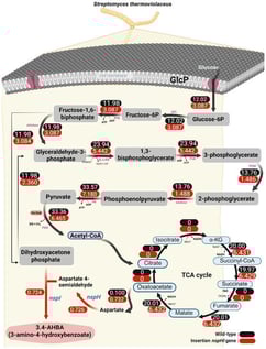 Predicted metabolic pathways and intracellular flux distributions for 3-amino-4-hydroxybenzoic acid (3,4-AHBA) production in S. thermoviolaceus. The figure illustrates alterations in central carbon metabolism following insertion of the nspH–nspI gene operon. Red arrows highlight the engineered biosynthetic route toward 3,4-AHBA and key modified reactions. Flux values calculated by flux balance analysis (FBA) are indicated next to each reaction, with black numbers representing the wild-type strain and red numbers representing the St::NspHI strain. All fluxes are expressed in mmol gDCW−1 h−1. Flux distributions were calculated under aerobic conditions with growth rates constrained to experimentally determined values.