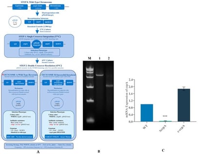 Construction and verification of ΔccpA and C-ccpA in H. coagulans. (A) Schematic of markerless ccpA deletion using the temperature-sensitive vector pMAD via two-step homologous recombination, yielding either WT reversion or the ΔccpA genotype after plasmid excision. (B) Colony PCR verification using flanking primers: Lane 1, WT (1864 bp); Lane 2, ΔccpA (868 bp); M, DL2000 DNA marker. (C) Relative ccpA transcript levels in WT, ΔccpA, and C-ccpA determined by RT-qPCR using 16S rRNA as the internal reference. Data are mean ± SD (n = 3 biological replicates). Statistical significance was determined by one-way ANOVA followed by Tukey’s post hoc test. *** p < 0.05 compared to WT.