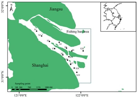 Sampling points of C. nasus in the Yangtze River Estuary, China.