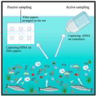 Illustration of eDNA sampling techniques employed in Sande River in this study.