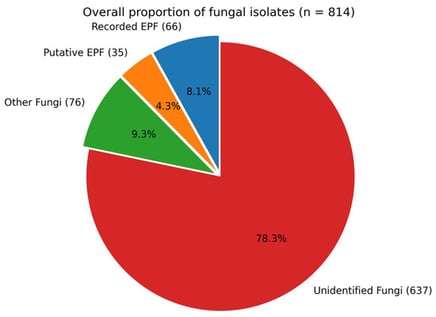 Overall proportion of fungal isolates recovered from peri-urban soils (n = 814), categorized as Recorded EPF (n = 66), Putative EPF (n = 35), Other Fungi (n = 76), and other Fungi (n = 637). Classification is based on ITS sequence similarity and documented entomopathogenic potential for the subset of molecularly characterized isolates (n = 177).