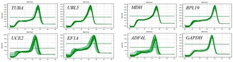 Specificity of primer pairs for qRT-PCR amplification in R. ciliaris.