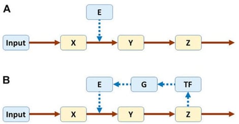 Pathways without (A) and with (B) feedback. Both systems are modeled in power-law format. Equations for pathway A: Ẋ = Input − E·X0.5; Ẏ = E·X0.5 − Y0.5; Ż = Y0.5 − Z0.5. For pathway B, the following equations are added: TḞ = Zp − TF0.5; Ġ = TF0.5 − G0.5; Ė = G0.5 − E0.5. (For further details, refer to Reference [60].)