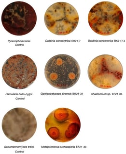 Positive antifungal assays in dual cultures with Pyrenophora teres, Ramularia collo-cygni and Gaeumannomyces tritici. Bottom view of Petri plates after 14 days.