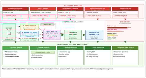 Integrated overview of strawberry propagation strategies and disease management. Pathogen threats (red, top), propagation pathway (centre), and integrated disease management (green, bottom).