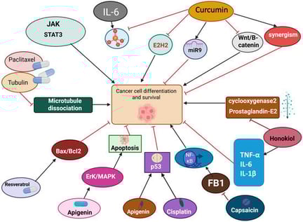 The pathways regulated by natural compounds involved in cancer cell differentiation and survival. Cancer cells demand the hyperactivation of the JAK/STAT pathway, zeste homolog 2 (EZH2), and Wnt/B-catenin pathway. Curcumin suppresses cancer cell progression by not only inhibiting these pathways but also promoting miR-9 and synergism, which ultimately leads to the prevention of cancer cell survival. Other compounds like Resveratrol and apigenin halt cancer progression by upregulating Bax/Bcl2 and ERK/MAPK pathways, respectively. The combination of apigenin and cisplatin has been proven to be effective against cancer cell differentiation since it upregulates p53. On the other hand, FB1 is negatively affected by another bioactive compound, capsaicin, which downregulates NF-κB (cancer cell upregulator). Moreover, honokiol increases the synthesis of TNF-α, IL-6, and IL-1β, while downregulating cyclooxygenase-2 and prostaglandin E2, resulting in a challenging environment for cancer cells. This figure was made by Anup Kumar Bishwas and Created in BioRender. Md. M.N. Azim (2026) https://app.biorender.com/illustrations/693be81010e69a66bcaff066, accessed on 20 January 2026.