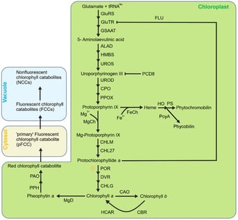 Simplified model of tetrapyrrole metabolism in chloroplasts. Tetrapyrrole biosynthesis originates from glutamic acid and shares a common biosynthetic pathway until the formation of protoporphyrin IX (Proto IX). Then, this pathway diverges to the Mg branch (leading to the formation of Chls) and Fe branch (leading to the formation of heme and the subsequent phytochromobilin or phycobilin). Mg–protoporphyrin is subsequently converted to chlorophyll a, which can be further converted to chlorophyll b by CAO. Chlorophyll degradation begins with the conversion of chlorophyll a to pheophytin a by releasing the Mg2+ ion via MgD (Mg–dechelatase), followed by cleavage by PPH and PAO to produce red chlorophyll catabolite (RCC) and subsequently fluorescent chlorophyll catabolites (FCCs), which are finally converted to non-fluorescent chlorophyll catabolites (NCCs). Heme is the precursor of phytochromoblins and phycobilins.