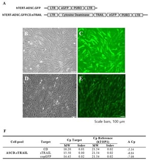 CD.sTRAIL overexpressing hTERT-immortalized human adipose stem cell line (hTERT-hADSC.CD.sTRAIL). (A): hTERT-hADSC and hTERT-hADSC.CD.sTRAIL were generated via lentiviral transduction of GFP, CD, sTRAIL gene using CLV-Ubic vector. (B): Phase contrast microscopy of hTERT-hADSC.GFP cells. (C): Immunofluorescence microscopy of hTERT-hADSC.GFP cells. (D): Phase contrast microscopy of hTERT-hADSC.GFP.CD.sTRAIL cells. (E): Immunofluorescence microscopy of hTERT-hADSC.GFP.CD.sTRAIL cells. (F): Real-time PCR. ΔCp of CD and sTRAIL was −5.34 and −6.04. ADCS = hTERT-hADSC.