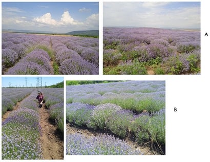 Location of the study sites: (A)—Plantation 1, (B)—Plantation 2.