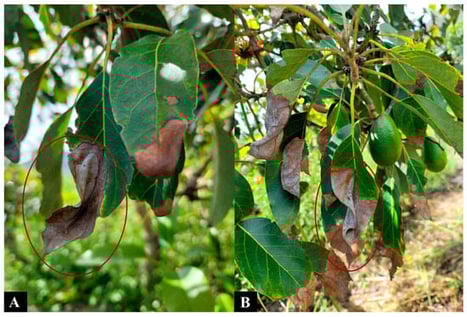 Field symptoms at the UNTRM Experimental Station, Magdalena, Chachapoyas (Amazonas, Peru). (A,B) Necrotic leaf lesions.