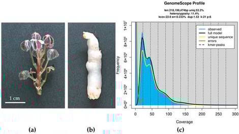Shoot (a) and tuber (b) morphology. GenomeScope2 analysis based on k-mer data indicating an estimation of genome size and heterozygosity (c).