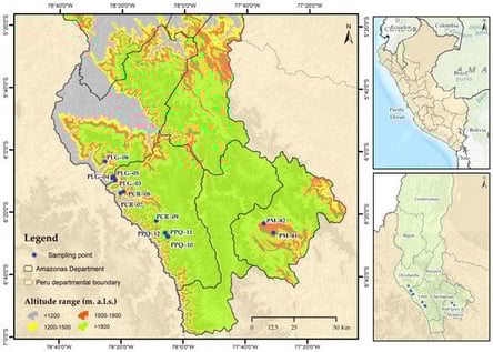 Location of the study area in the provinces of Luya, Utcubamba, and Rodríguez de Mendoza in the department of Amazonas, northeastern jungle of Peru.