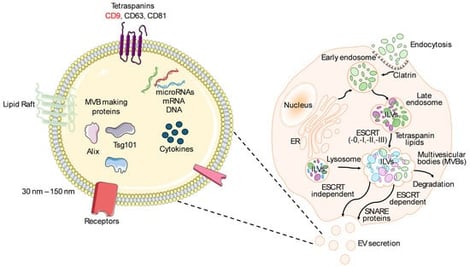 Exosomes/sEVs (left) are nano-vesicles enriched in tetraspanins (e.g., CD9, CD63, CD81) and canonical markers such as ALIX and TSG101, and they carry proteins, cytokines, and nucleic acids (miRNAs, mRNAs, DNA). In cells (right), inward budding of the endosomal membrane generates intraluminal vesicles (ILVs) within early and late endosomes, forming multivesicular bodies (MVBs). ILVs arise through ESCRT-dependent mechanisms (ESCRT-0/-I/-II/-III with ALIX, TSG101, VPS4) or ESCRT-independent pathways organized by tetraspanin-enriched microdomains and lipid rafts. MVBs are either delivered to lysosomes for degradation or, aided by ER–endosome contact sites and small Rab GTPases (RAB27a/b, RAB11, RAB7, RAB35), trafficked to the plasma membrane. Fusion of MVBs with the plasma membrane and subsequent exosome release requires SNARE proteins (VAMP7, YKT6) and additional regulators, including syntenin, syndecan, PLD2, and ARF6.