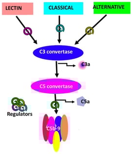 Schematic diagram of the complement system.