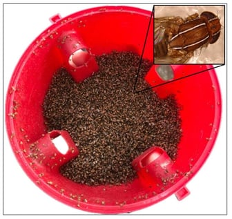 Numerous specimens of Zaprionus tuberculatus captured in an experimental “attract and kill” Decis trap (Bayer Crop Science) adapted for the control of Bactrocera dorsalis.
