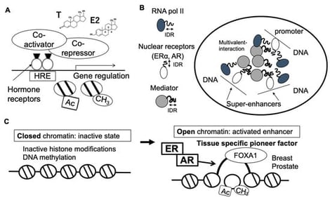 Molecular mechanisms for sex hormone receptor transcriptional actions. (A) Nuclear receptors dimerize and bind to gene promoters or enhancers at hormone response elements (HREs). Co-activators and Co-repressors bind to the activation function-2 (AF-2) domain and recruit histone modification enzymes including histone deacetylases, acetyltransferases or protein lysine methyltransferases. Co-activators binding to the nuclear receptor complex promote with transcriptional activation, leading to the target genes to be expressed. T: testosterone, E2: estradiol. Ac: acetylation, CH3: methylation. (B) Transcription factors and transcriptional co-regulators form condensates through liquid–liquid phase separation (LLPS) by multivalent interactions mediated via intrinsically disordered regions (IDRs), thereby promoting the formation of super-enhancers. (C) Tissue-specific transcription factors called ‘pioneer factors’ such as forkhead box protein A1 (FOXA1) are important for enhancer activation and nuclear receptor recruitment.