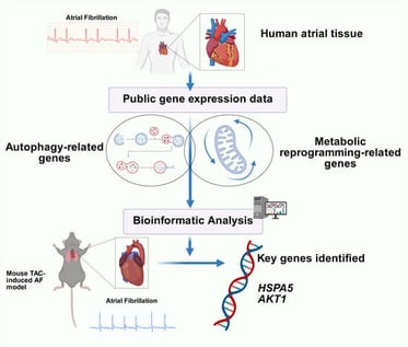 Differential Gene Expression Analysis. (A) Volcano plot of differentially expressed genes between AF and SR groups in the combined GEO datasets. Upregulated genes are shown in pink, down-regulated genes in blue, and non-significantly different genes in gray. The horizontal dotted line indicates the p-value threshold (0.05). (B) Venn diagram of combined datasets of DEGs and A&amp;MRRGs. (C) Heat map of the top 20 A&amp;MRRDEGs in the combined datasets; pink represents high expression and blue represents low expression. Abbreviations: AF, Atrial fibrillation; A&amp;MRRGs, Autophagy- &amp; metabolic reprogramming-related genes; DEGs, Differentially expressed genes.