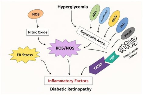 Molecular mechanisms underlying diabetic retinopathy. Key processes including oxidative stress, inflammation, VEGF activation, blood–retinal barrier (BRB) breakdown, and TXNIP upregulation leading to retinal neurovascular dysfunction are illustrated. Color and arrow legend: Colored shapes represent distinct molecular pathways or signaling components involved in hyperglycemia-induced retinal damage. Yellow indicates cellular stress responses (e.g., ER stress). Purple denotes oxidative and nitrosative stress mediators (ROS/RNS). Green/teal represents antioxidant or redox-regulatory proteins (e.g., TRX). Blue and orange indicate metabolic and enzymatic pathways activated by hyperglycemia (e.g., PKC, hexokinase, NOS). Gray represents mitochondrial-related pathways (e.g., polyol pathway, mitochondrial oxidase). Red text highlights downstream pathological outcomes, including inflammatory factor activation and diabetic retinopathy. Solid arrows indicate activation, induction, or positive regulation of downstream pathways. Converging arrows illustrate the integration of multiple hyperglycemia-induced pathways leading to oxidative stress, inflammation, and retinal dysfunction.