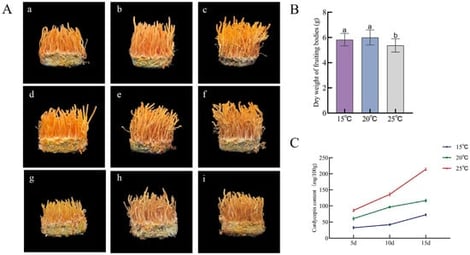 (A) Morphologies of fruiting bodies cultured at 15 °C (low temperature) for 5 d (a), 10 d (b), and 15 d (c); cultured at 20 °C (control) for 5 d (d), 10 d (e), and 15 d (f); and cultured at 25 °C (high temperature) for 5 d (g), 10 d (h), and 15 d (i); (B) fruiting body yield; (C): cordycepin content in fruiting bodies. Significant differences among groups are indicated by different lowercase letters (p < 0.05).
