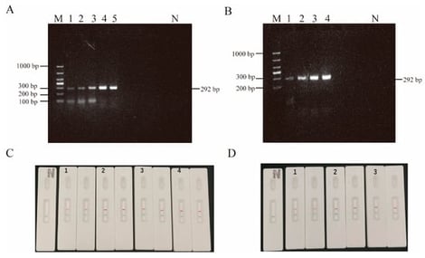 (A) Optimization of RPA-AGE reaction temperatures. M: DL 1000 Marker; N: negative control; rows 1–5: 25 °C, 30 °C, 37 °C, 39 °C, and 42 °C, respectively. (B) Optimization of RPA-AGE reaction times. M: DL 1000 Marker; N: negative control; 1: 10 min; 2: 20 min; 3: 30 min; 4: 40 min. (C) Optimization of RPA-LFD reaction temperature. N: negative control; 1: 30 °C; 2: 35 °C; 3: 37 °C; 4: 39 °C; (D) Optimization of RPA-LFD reaction time. N: negative control; 1: 10 min; 2: 15 min; 3: 20 min.
