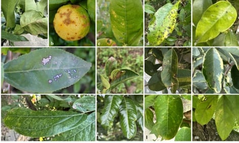 Disease symptoms caused by Elsinoe fawcettii on different hosts: (a) Citrus maxima; (b) Citrus limon; (c) Citrus medica; (d) Punica granatum; (e) Ficus macrocarpa; (f) Camellia sinensis; (g) Camellia oleifera; (h) Photinia serratifolia; (i) Ligustrum sinense ‘Variegatum’; (j) Calliandra haematocephala; (k) Dimocarpus longan; (l) Lagerstroemia indica; (m) Bischofia javanica.