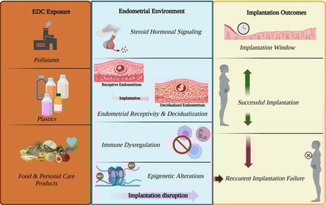 Conceptual model illustrating how exposure to EDCs may interfere with key endometrial implantation-related processes, including steroid hormone signaling, endometrial receptivity and decidualization, immune regulation at the maternal–fetal interface, and epigenetic control. Disruption of these pathways may impair implantation competence and contribute to RIF. Created in https://BioRender.com.