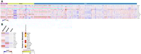 INPP5D and its inhibitory receptors LAIR1, CD300A and PDCD1 are upregulated in metastatic colorectal cancer cells. INPP5D gene expression in metastatic (n = 99), tumor (n = 1450) and non-tumor (n = 377) colorectal cells. Gene chip-based expression data of the expression of important phosphatases and kinases as well as inhibitory receptors of the AKT signaling pathway in normal (green), tumor (blue) and metastatic (purple) colon cells are shown in a heatmap (A). Mean log2-fold change values of the indicated genes in the different groups of (A) are shown in (B). Taken from the public available data set of [28].