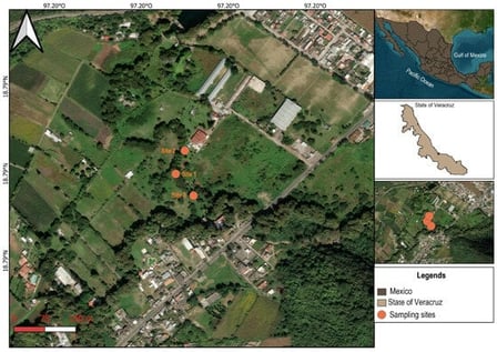 Study area, zone where the floating wetland was established.