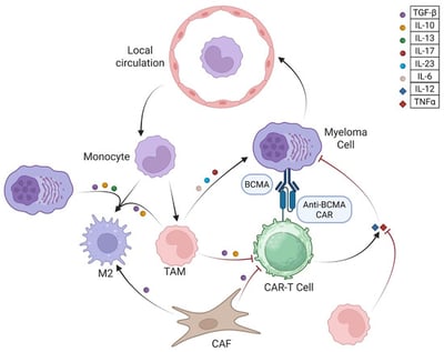 Cell-mediated signaling pathways interfering with CAR-T cell efficacy against MM cells. CAR-T cells can be limited by multiple pathways from multiple cell lines within the TME and within BM. MM cells recruit monocytes from peripheral circulation into the TME, and then promote differentiation to M2 cells through production of TGF-β, IL-10, and IL-13. Monocytes in the TME can also differentiate to TAMs which also produce TGF-β and IL-10. This same TGF-β and IL-10, as well as TGF-β from CAFs, suppress CAR-T cell function. TAMs have an additional function by producing IL-6, IL-23, and IL-17, while promoting MM cell survival and function and inhibiting IL-12 and TNFα produced by CAR-T cells, which would otherwise inhibit MM cell function (red arrows).