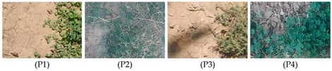 Example images from dataset. (P1) Phyla nodiflora L.; (P2) Cynodon dactylon; (P3) Frankenia thymifolia Desf.; and (P4) Oxalis stricta L.
