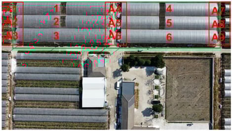 Full view of the trellis orchard.