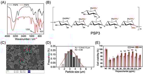 Characterization of PSPs and concentration screening of polysaccharides. (A) FT-IR spectra of PSP0 and PSP3. (B) The structural formula of PSP3; the red −OSO3− group is the newly added group after sulfation. (C) SEM image of COM crystal. (D) Particle size of COM crystal, the red line represents the fitted normal distribution curve. (E) Cell viability. ** p < 0.01, *** p < 0.001.