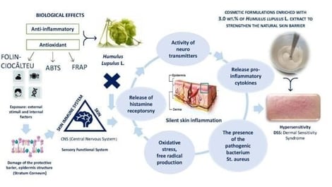 Simplified schematic of the laboratory-scale formulation process for the developed O/W emulsion. Raw material identifications: (A) rheology modifiers; (B) emulsifiers, emollients, and stabilizers; (C–F) active ingredients; and (G) functional ingredients.