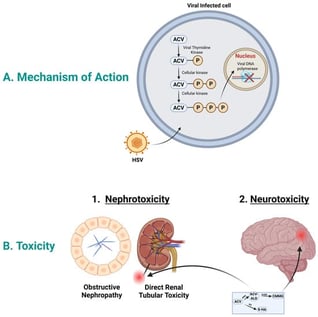 Acyclovir mechanism of action and toxicity. (A). Mechanism of action: In HSV infected cells, acyclovir is selectively phosphorylated by viral thymidine kinase into acyclovir monophosphate. Host cell enzymes further convert this into the active acyclovir triphosphate form. This compound moves to the nucleus and acts as a potent inhibitor of viral DNA polymerase, causing DNA chain termination and halting viral replication. (B). Acyclovir toxicity: Acyclovir could cause nephrotoxicity and neurotoxicity. Acyclovir aldehyde could play role in nephrotoxicity, while CMMG could play role in neurotoxicity. Abbreviations; ACV, acyclovir; ACV-ALD, acyclovir aldehyde; HSV, herpes simplex virus; CMMG, 9-carboxymethoxymethylguanine; 8-HA, 8-hydroxy acyclovir. Created in BioRender. Aboelezz, A. (2026) https://BioRender.com/xayni5v (accessed on 2 January 2026).
