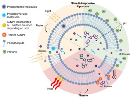 Schematic representation of AuNP-liposome hybrid systems and light-triggered release. Gold nanoparticles (AuNPs) embedded within or adsorbed onto the liposomal membrane absorb light and convert it into heat. Localized heating leads to membrane perturbation, which destabilizes the membrane, ultimately promoting the release of the encapsulated cargo.