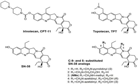 Structures of reference chemotherapeutic compounds (IR, TPT, and SN-38) and novel 5- and 9-functionalized SN-38 derivatives 1–5. NMe (3) was chosen for metabolomic studies.