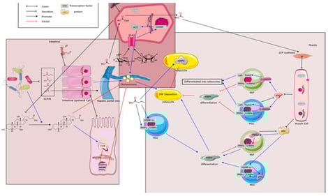 A schematic overview of the metabolic crosstalk between the intestine, liver, and skeletal muscle in regulating intramuscular fat (IMF) deposition. Dietary nutrients are absorbed by intestinal epithelial cells, assembled into chylomicrons, and transported via the hepatic portal vein to the liver, where lipid and glucose metabolism are regulated through FXR, AMPK, and SREBP-1c signaling. Short-chain fatty acids (SCFAs) derived from gut fermentation further modulate hepatic energy homeostasis. In muscle, mesenchymal stem cells (MSCs) differentiate into adipocytes under the control of PPARγ, C/EBPα, Wnt/β-catenin, and BMP pathways, promoting IMF accumulation. This integrative network highlights the intestine–liver–muscle axis regulation of lipid synthesis, transport, and storage. ATP: Adenosine Triphosphate. ACC: Acetyl-CoA Carboxylase. IMF: Intramuscular Fat. Wnt: Wingless-Type (signaling pathway). ChREBP: Carbohydrate Response Element Binding Protein. FAP: Fibro/Adipogenic Progenitor. Lef1: Lymphoid Enhancer-Binding Factor 1. Runx2: Runt-Related Transcription Factor 2. PPARγ: Peroxisome Proliferator-Activated Receptor Gamma. C/EBPα: CCAAT/Enhancer-Binding Protein Alpha. SMAD: Mothers Against Decapentaplegic Homolog. MSC: Mesenchymal Stem Cell. BMP: Bone Morphogenetic Protein. FABP4: Fatty Acid-Binding Protein 4. SREBP-1c: Sterol Regulatory Element-Binding Protein 1c. ZFP: Zinc Finger Protein. SCFAs: Short-Chain Fatty Acids. Glut2: Glucose Transporter 2. CoA: Coenzyme A. FXR: Farnesoid X Receptor. AMPK: AMP-Activated Protein Kinase.